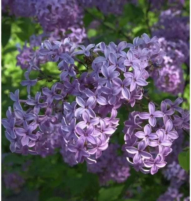 Syringa chinensis Königsflieder Heckenflieder in Grün und Lila, Höhe: 80-100 cm - Bild 1