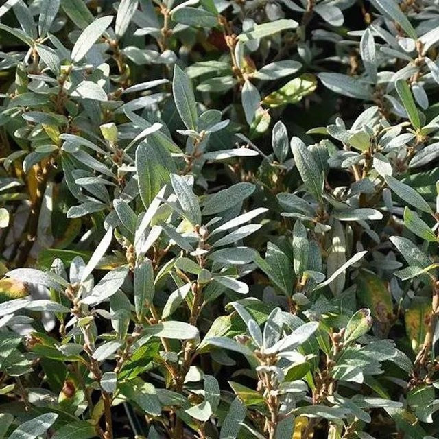 Arborix Schweizer Weide Salix helvetica Zierstrauch im Container, Grün/Grau - Bild 1