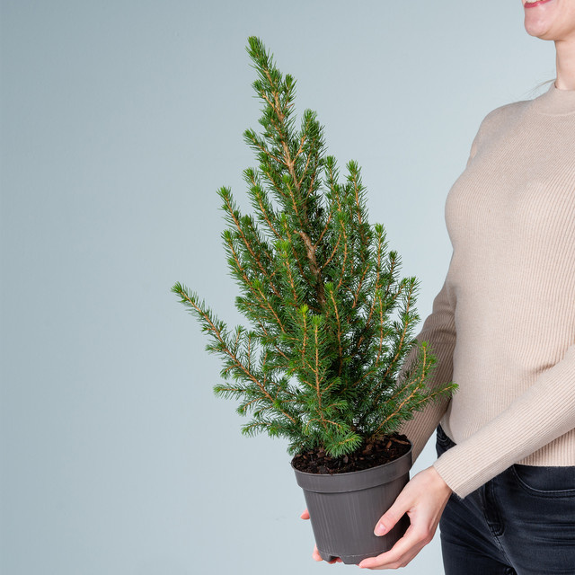Zuckerhutfichte Conica Picea glauca von BLUME2000 im Topf - Bild 1
