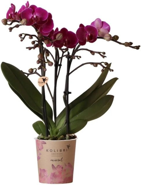 Kolibri Phalaenopsis Orchidee Morelia in Lila, Topfgröße 9 cm - Bild 1