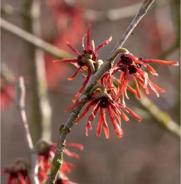 Hamamelis intermedia Zaubernuss Diane als roter Großstrauch für deinen Garten, Höhe: 30-40 cm - Bild 1