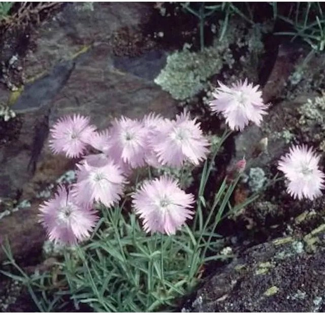 Pfingstnelke La Bourboule Dianthus gratianopolitanus in Pink als mehrjährige Staude und Bodendecker für Steingärten und Naturgärten - Bild 1