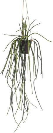 Künstliche Rhipsalis Penni von Aplanta in Grün, Höhe: 85 cm