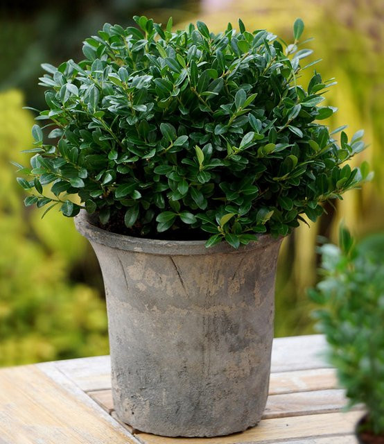 Ilex 'Luxus® Globe' als Buchsbaum-Ersatz - Bild 1