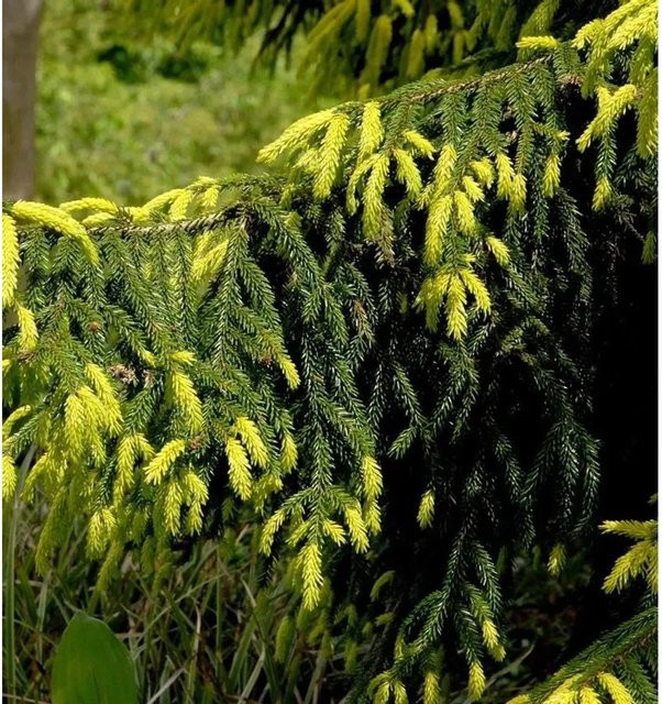 Goldspitzen-Fichte Picea orientalis Aureaospicata in Grün und Gelb, Höhe: 30-40 cm - Bild 1