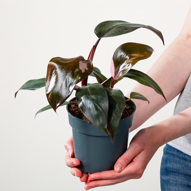 Philodendron Pink Princess Zimmerpflanze von BLUME2000 in Pink und Grün mit herzförmigen Blättern - Bild 1