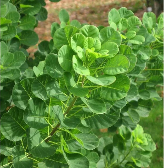 Cotinus coggygria Perückenstrauch für den Garten in Grün und Gelborange, Höhe: 40-60 cm - Bild 1