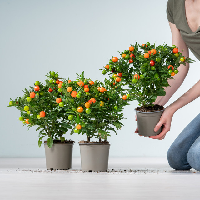 Solanum pseudocapsicum Korallenstrauch von BLUME2000, 3er Set Zimmerpflanzen in Orange und Rot - Bild 1