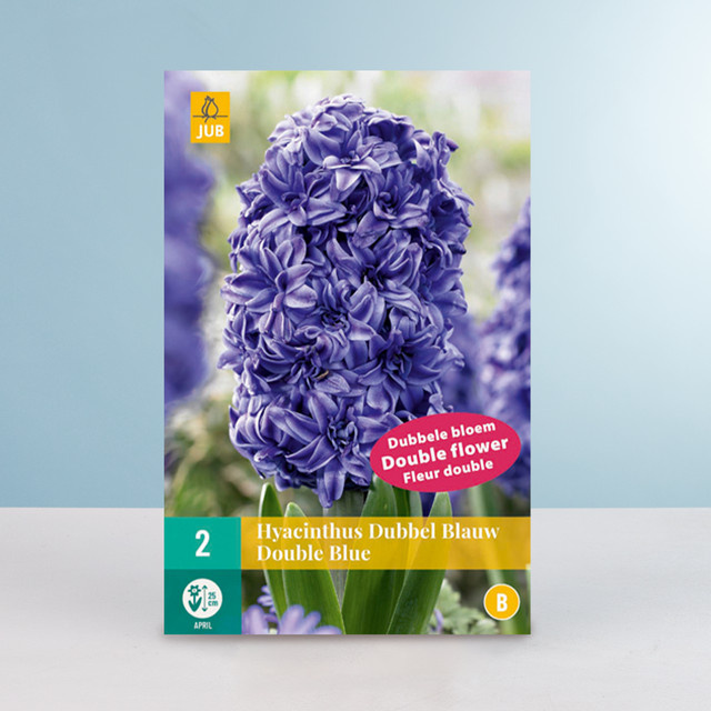 Gefüllte Hyazinthe Double Blue von BLUME2000 mit 2 Zwiebeln - Bild 1
