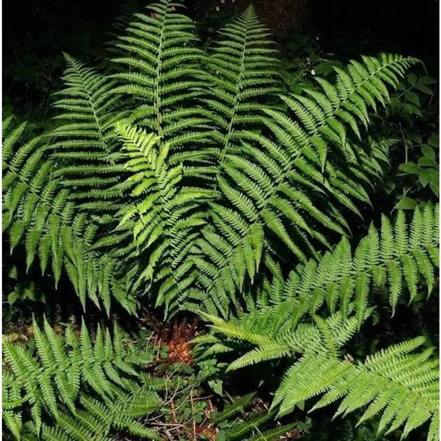 Echter Wurmfarn Dryopteris filix mas in grünem Topf von Nr-01.de - Bild 1