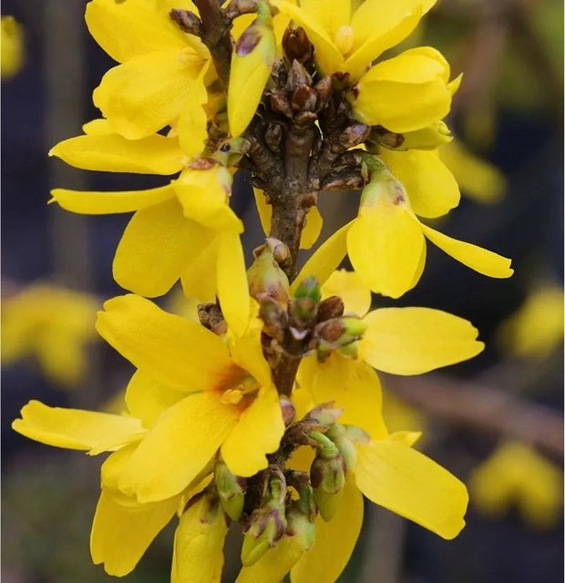 Forsythia intermedia Week End Gelbe Blütenhecke oder Solitärpflanze Höhe: 60-80 cm - Bild 1