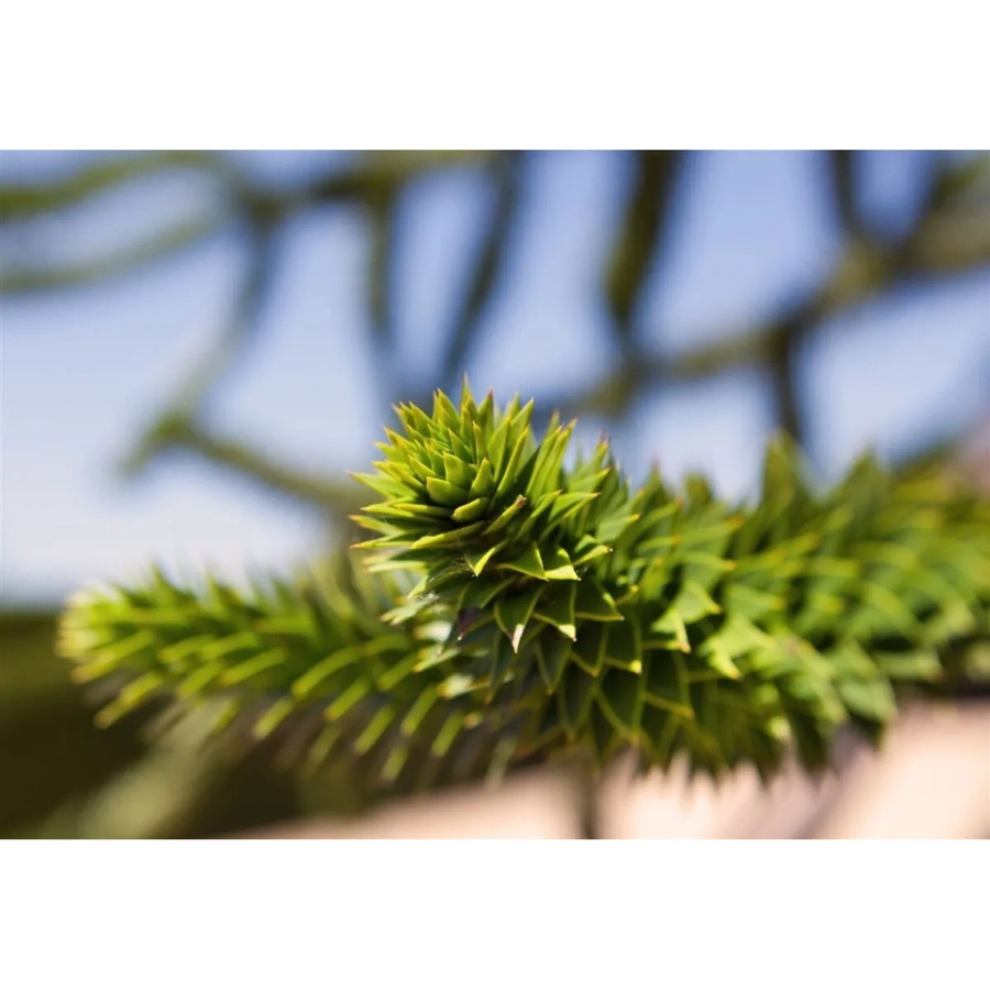 Araucaria Araucana Andentanne von Pflanzen für dich, Höhe: 25–30 cm - Bild 2