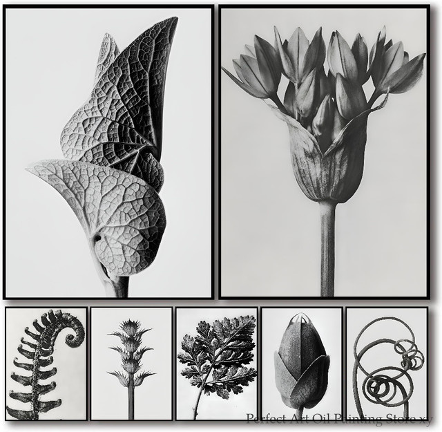 Karl Blossfeldt Vintage Pflanze Poster mit floraler Skizze aus Papier - Bild 1