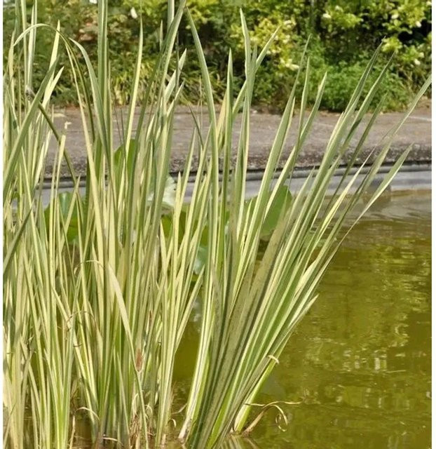 Acorus calamus Kalmus Variegatus Wasserpflanze in Weiß und Grün - Bild 1