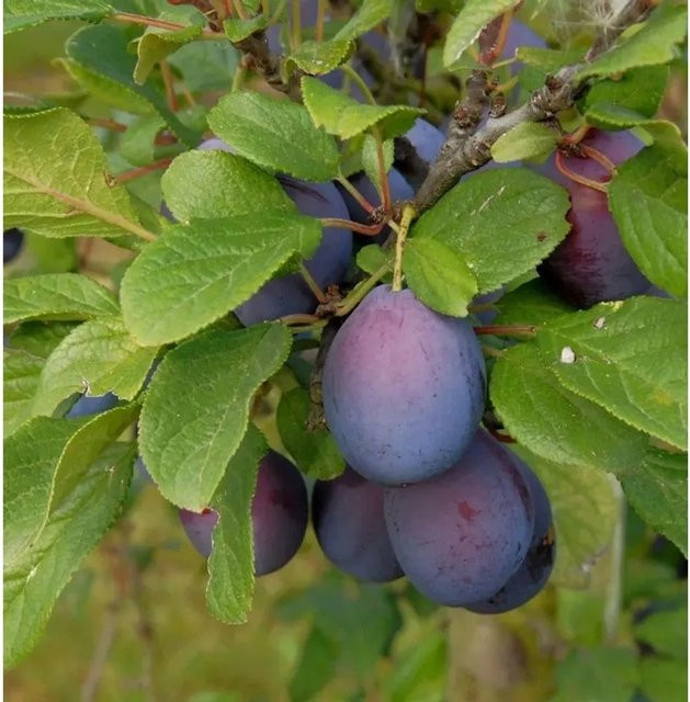 Zwetsche Prunus domestica Obstbaum von Nr-01.de - Bild 1