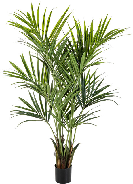 Künstliche Kentia Palme Cecilia von Aplanta, Höhe: 172 cm - Bild 1