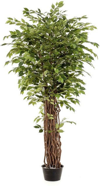 Künstlicher Ficus Lissi von Aplanta, Höhe: 200 cm - Bild 1