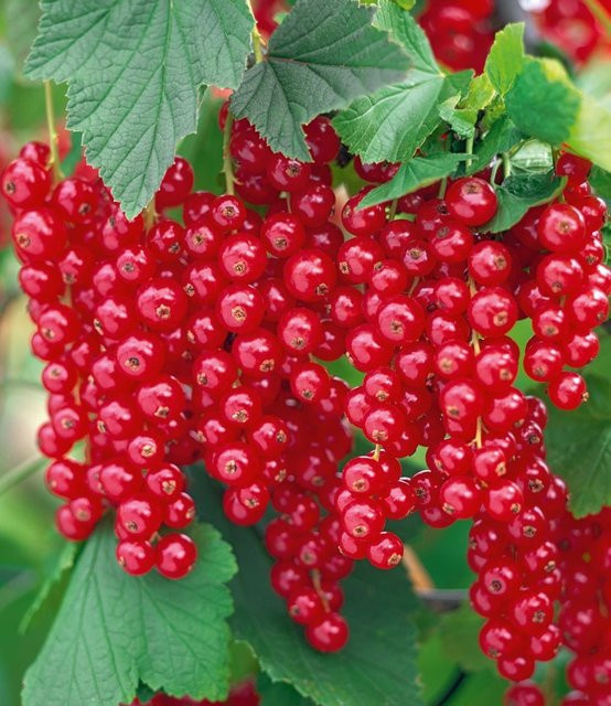 Johannisbeere Rote Rovada® - Bild 1