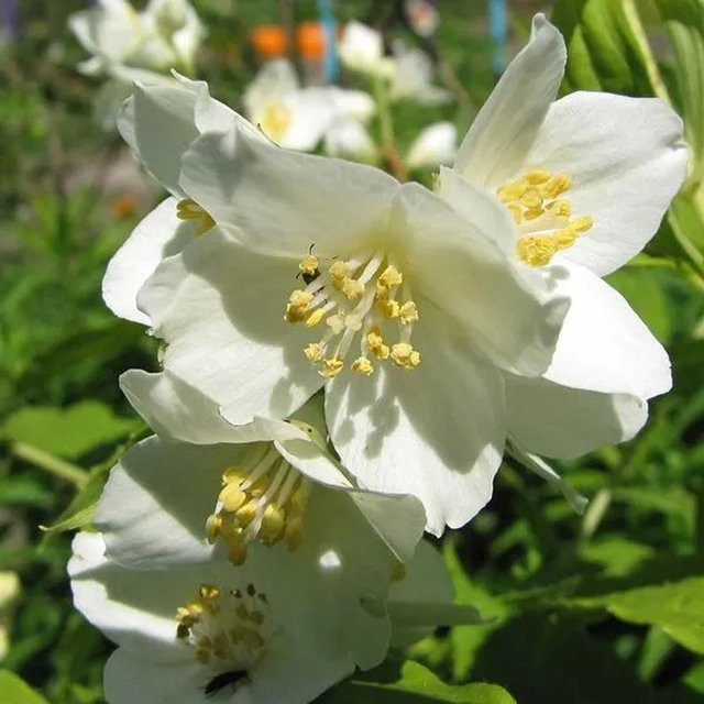 Arborix Gartenjasmin Philadelphus Lemoinei mit duftenden weißen Blüten, Höhe: 50 bis 60 cm - Bild 1
