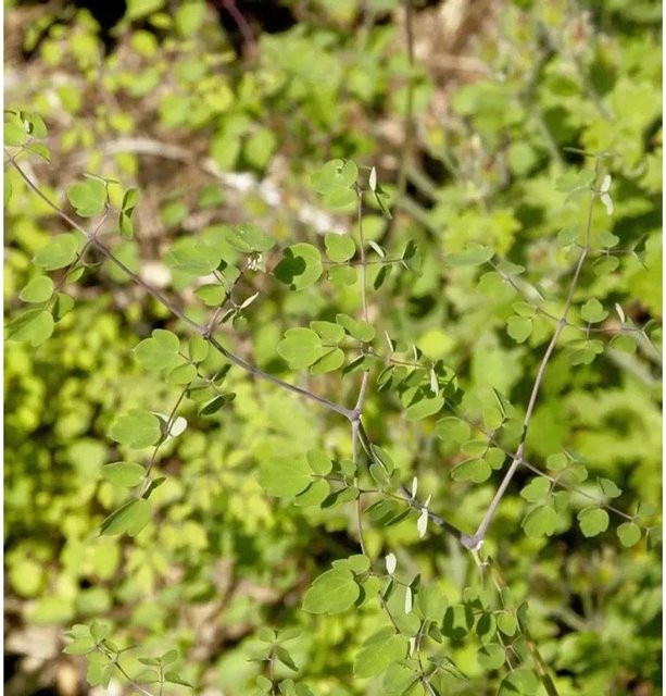 Chinesische Wiesenraute Splendide White Thalictrum delavayi als mehrjährige Solitärpflanze in Weiß und Grün - Bild 1