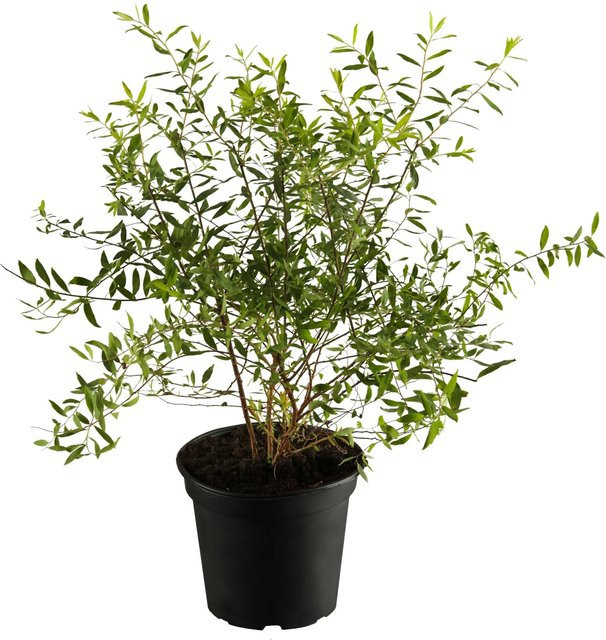 GROW by OBI Spiraea Grefsheim Strauch in Weiß und Grün, Höhe: 50 - 60 cm - Bild 1