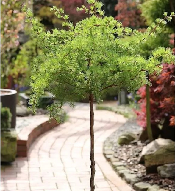 Japanische Korkenzieher Lärche Diana Hochstamm Larix kaempferi, Höhe: 80-100 cm - Bild 1