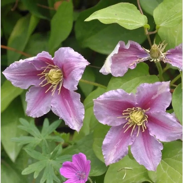 Evison Clematis Waldrebe Empress lila Kletterpflanze für Garten und Kübel, Höhe: 60-80 cm - Bild 1