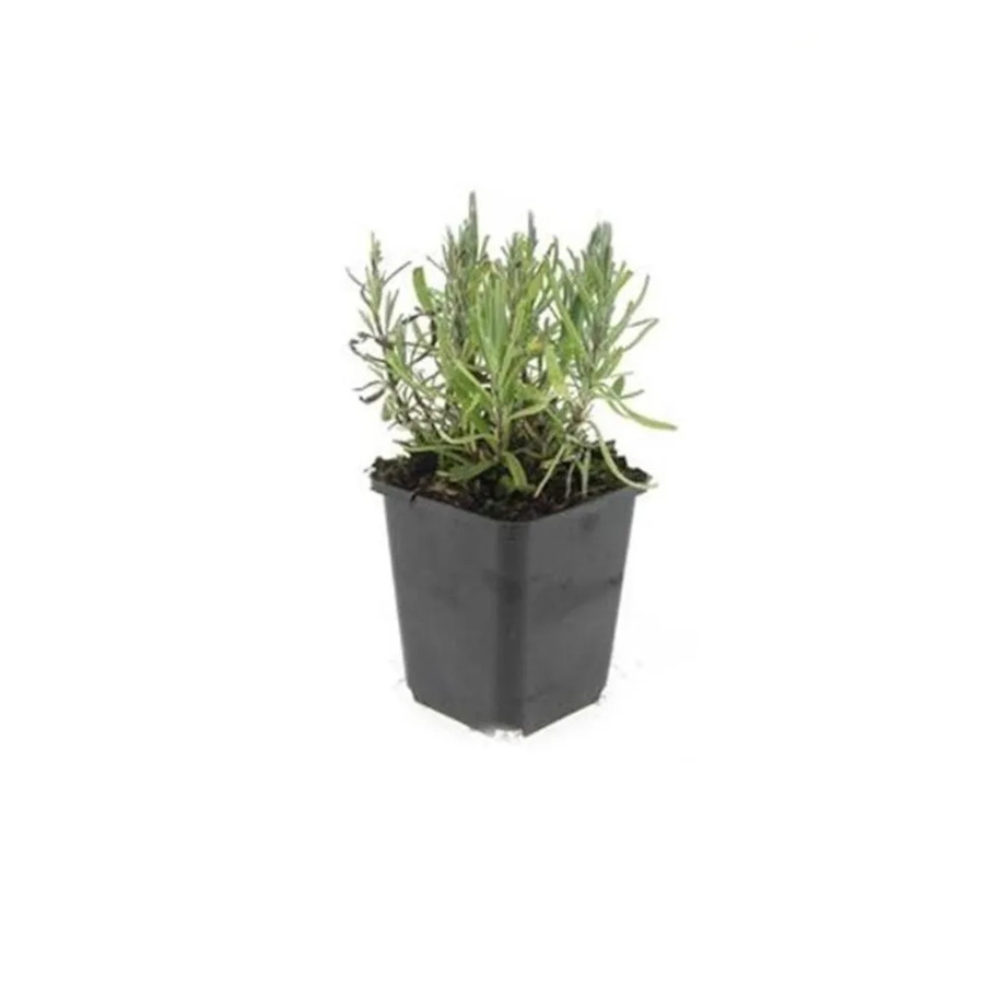 Exotenherz Lavendel Set Lavandula Angustifolia Munstead Echter Lavendel mit 60 Pflanzen im 9cm Topf - Bild 2