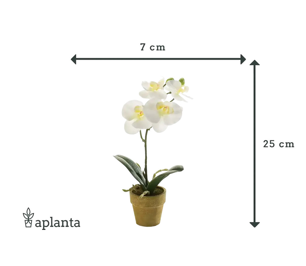 Künstliche Orchidee Louisa von artplants in Weiß, Höhe: 25 cm - Bild 2