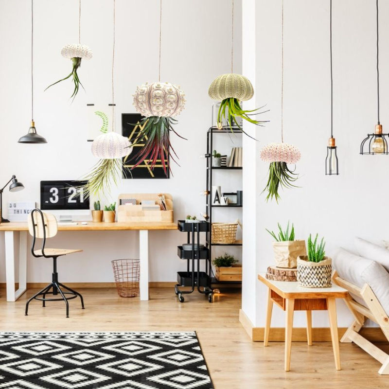 5er Set dekorative Hängepflanztöpfe mit Seeigel-Motiv für dein Zuhause oder Büro - Bild 3