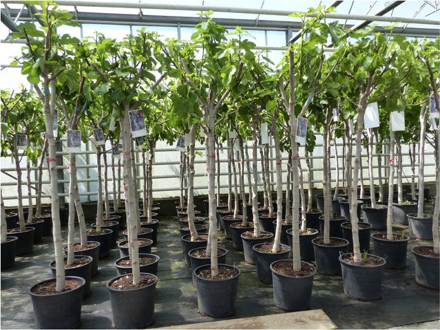 Winterharte Feige Ficus Carica mit kräftigem Stamm, Höhe: 150-180 cm, Grünwaren - Bild 1