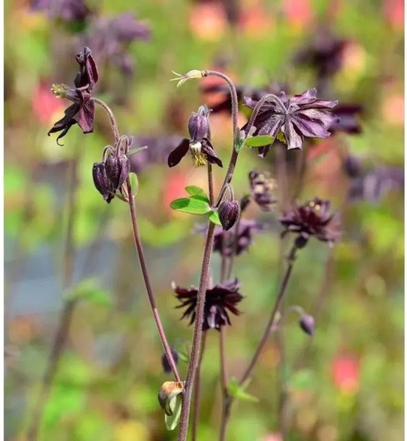 Akelei Black Barlow Aquilegia vulgaris als mehrjährige Gartenpflanze in Schwarz und Violett - Bild 1