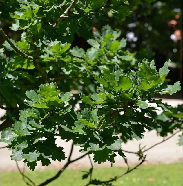 Kompakte Stieleiche Quercus robur für Ziergärten von Nr-01.de - Bild 1