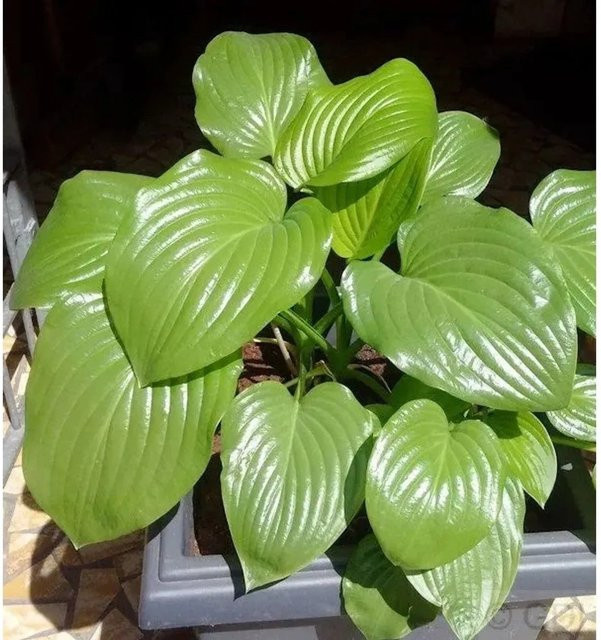 Hosta plantaginea Grünblattfunkie - Grüne Staude als Bodendecker von Die Nr-01.de - Bild 1