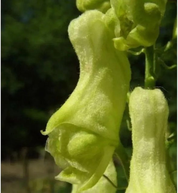 Gelber Eisenhut Aconitum amarckii als mehrjährige Bettstaude in Gelb von Nr-01.de - Bild 1