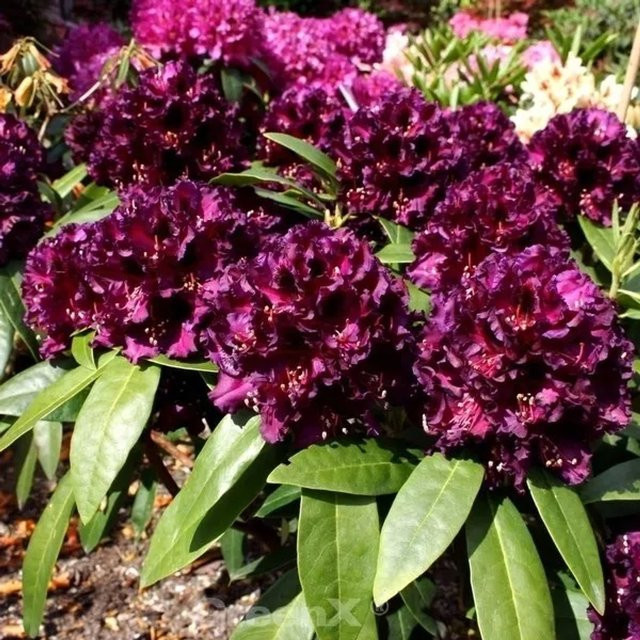 INKARHO Rhododendron Dramatic Dark Alpenrose, großblumiger Zierstrauch in Lila, Topfgröße 25-30 cm - Bild 1