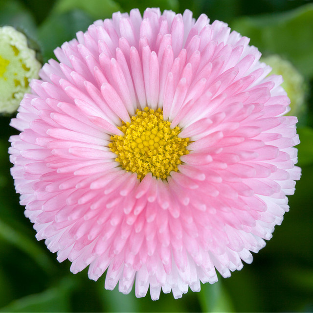 Rosa Gänseblümchen Bellis als mehrjährige Pflanze von Mein schöner Garten Shop - Bild 1