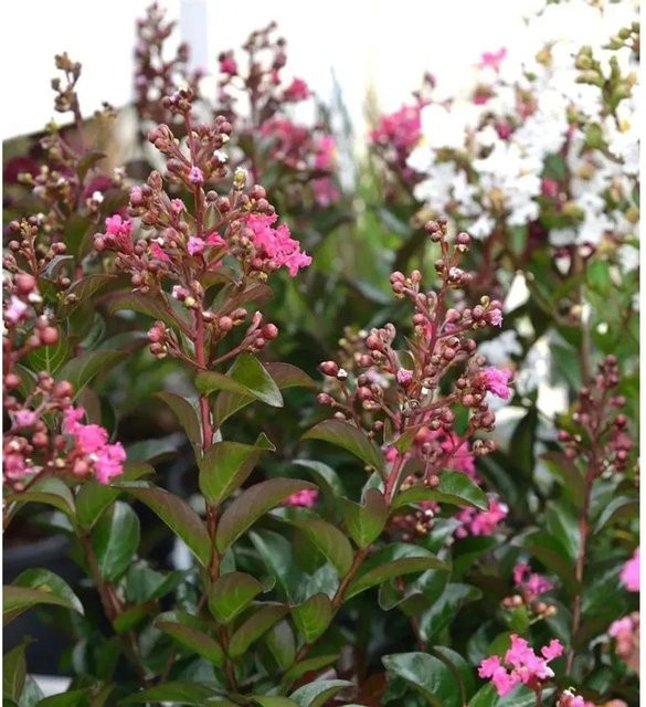 Chinesische Kräuselmyrte Petite Pink Monkie Lagerstroemia indica in Pink, Höhe: 80-100 cm - Bild 1