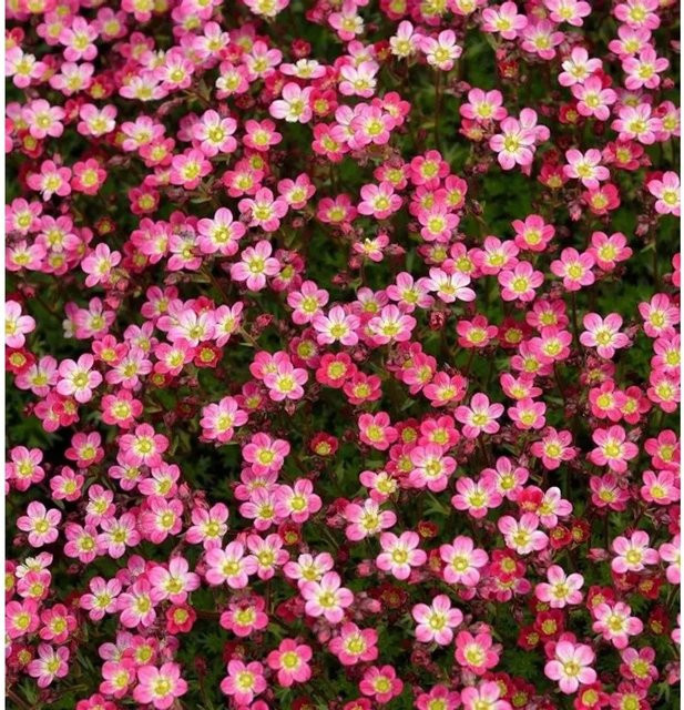 Saxifraga arendsii Moossteinbrech Pixi Rose in Pink als mehrjährige Pflanze für Beeteinfassungen und Grabbepflanzung - Bild 1