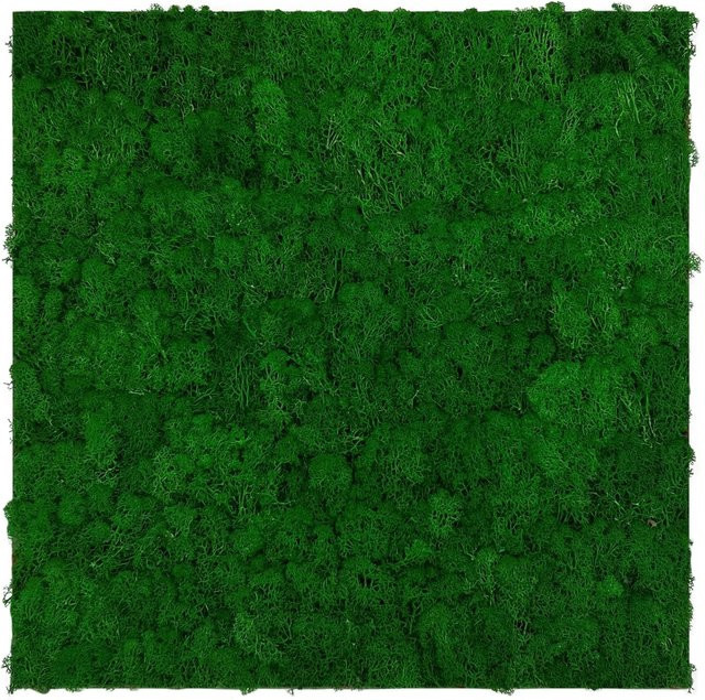 Jangal Wandpaneel Modular Wall Nature Green Moos, B/H: 52 x 52 cm - Bild 1