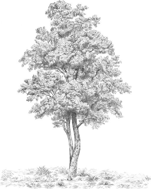 Komar Fototapete Arbre aus Vlies, Breite: 200 cm, Höhe: 250 cm - Bild 1