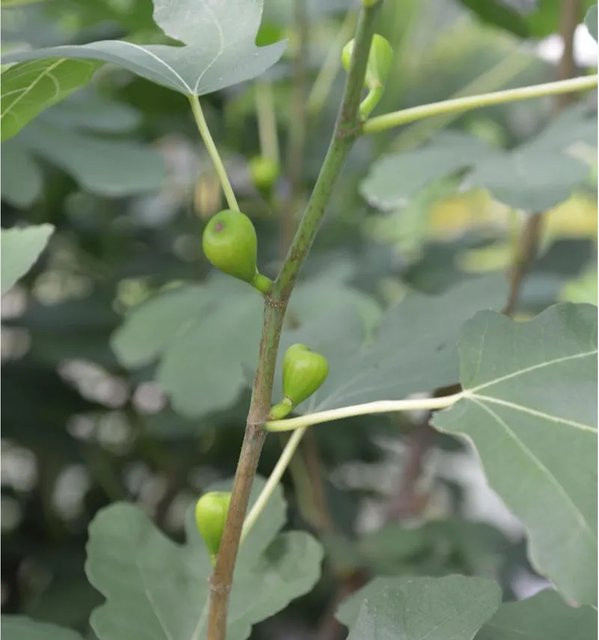 Echter Feigenbaum Ficus carica von Nr-01.de, Höhe: 60-80 cm - Bild 1