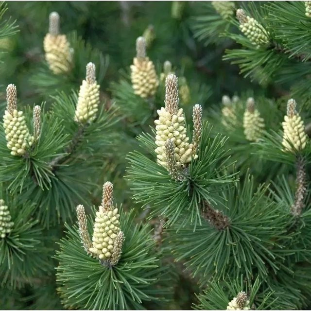 Hakenkiefer Ildico Pinus uncinata in Grün, Höhe: 50-60 cm - Bild 1