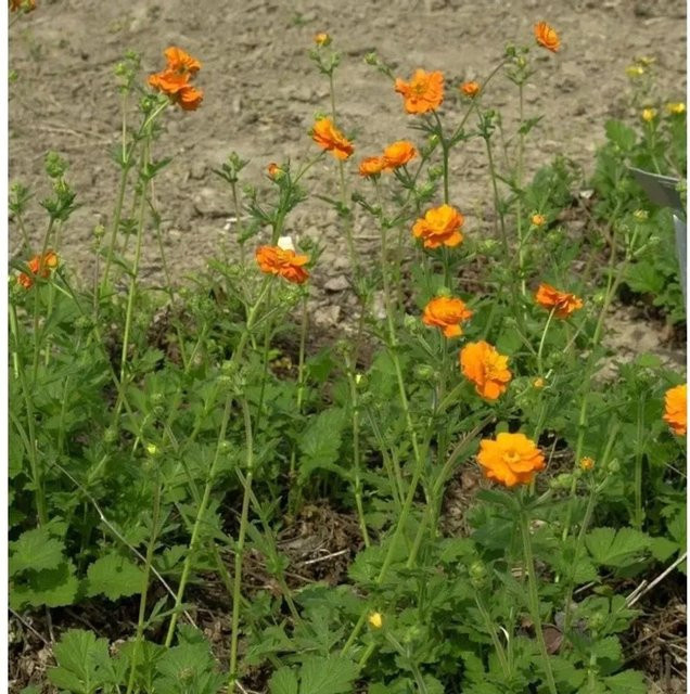 Nelkenwurz Geum coccineum Totally Tangerine orange Stauden Beetpflanze - Bild 1