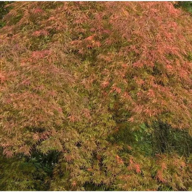 Nr-01.de Fächerahorn Ellen Acer palmatum Hochstamm, mehrfarbig, Höhe: 80-100 cm - Bild 1