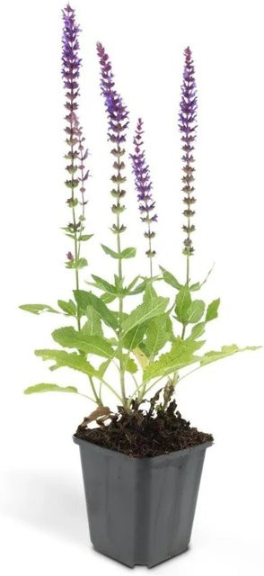 Exotenherz Steppensalbei Salvia Nemorosa Set mit 12 Pflanzen in 9cm Töpfen, lila-blaue Gartenstaude für den Außenbereich - Bild 1