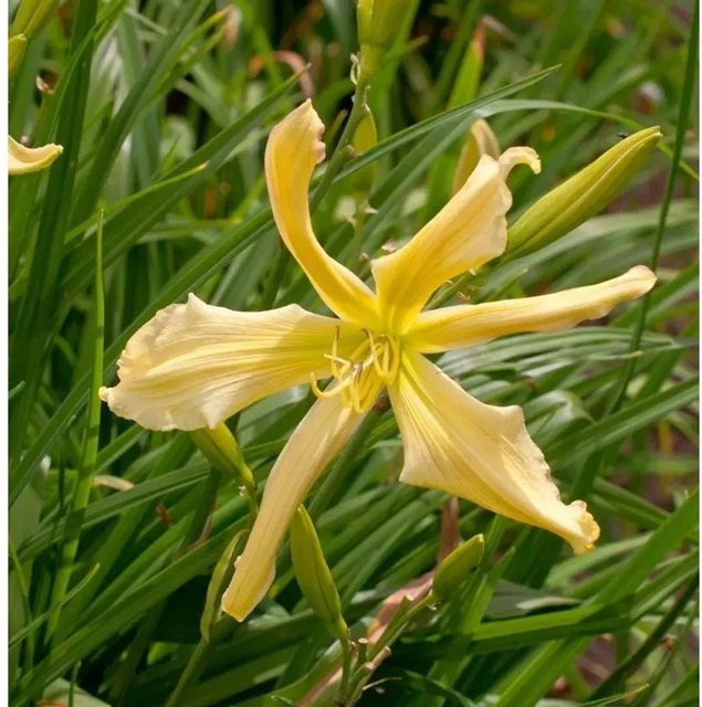 Hemerocallis Taglilie Paul Weber als mehrjährige Staudenpflanze für Beet und Staudengärten - Bild 1