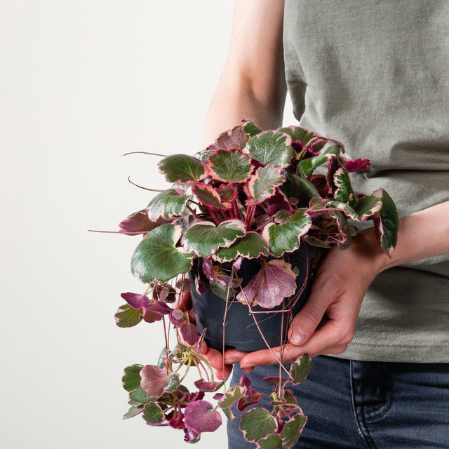 Hängender Steinbrech Saxifraga von BLUME2000 in Grün und Weiß für den Innenbereich - Bild 1