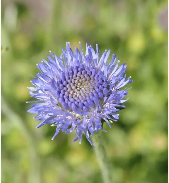 Jasione laevis Sandglöckchen Blaue Staude für Steingärten und Staudenbeete - Bild 1
