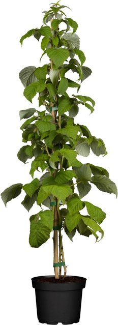GROW by OBI Bio Himbeere Rubus Strauch in Rot, Höhe: 20 - 30 cm - Bild 1